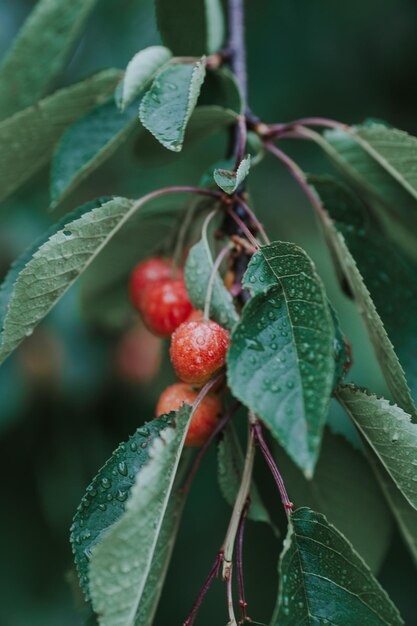 Photo close-up of wet cherries on tree