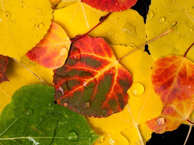 Close-up of wet colorful fallen aspen leaves in the fall.