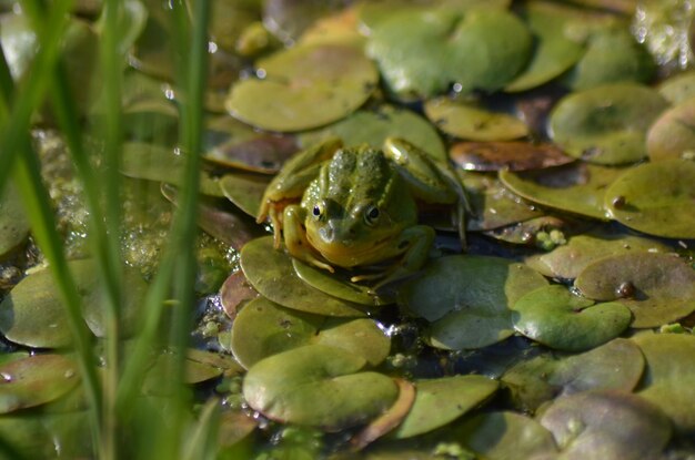 Close-up of wet crab on leaf