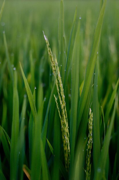 Photo close-up of wet crops growing on field