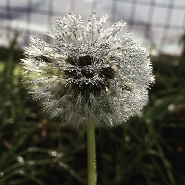 Photo close-up of wet dandelion