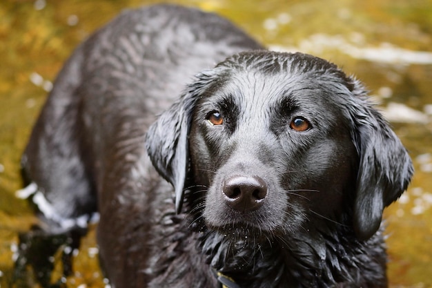 close-up of wet dog in lake