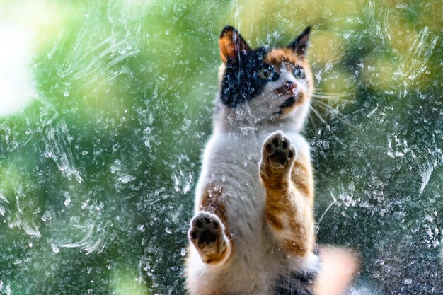 Photo close-up of wet dog in water