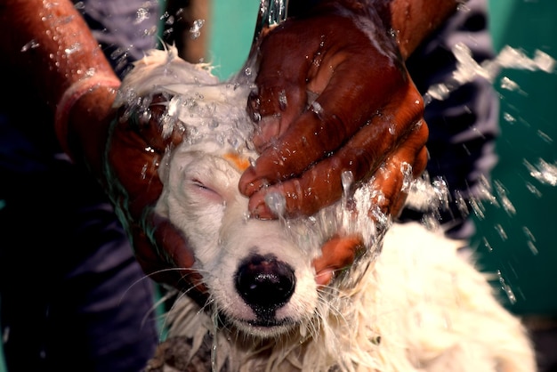 Foto close-up di un cane bagnato