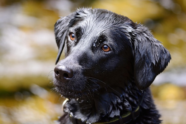 Photo close-up of wet dog