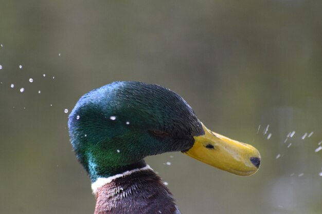 Foto close-up di un'anatra bagnata