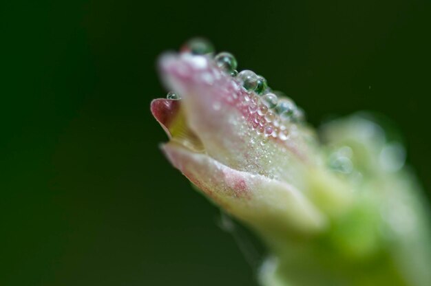 Close-up of wet flower against blurred background