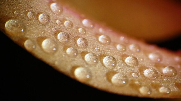 Photo close-up of wet flower over black background