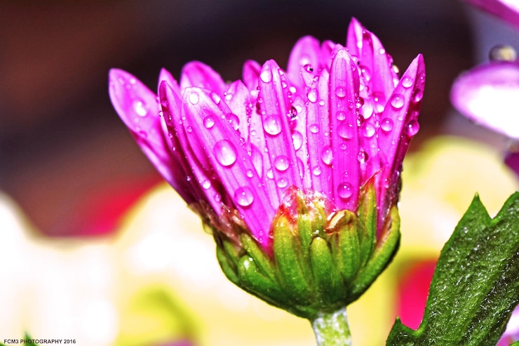 Photo close-up of wet flower blooming outdoors