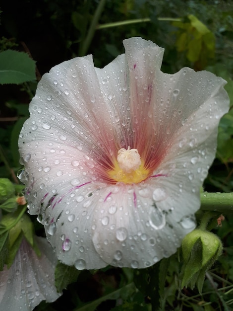 Close-up of wet flower blooming outdoors