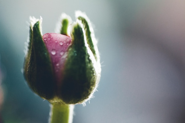 Close-up of wet flower bud