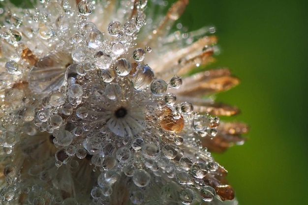 Foto close-up di un fiore bagnato sulla pianta