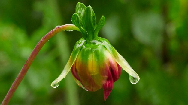 Photo close-up of wet flower on plant