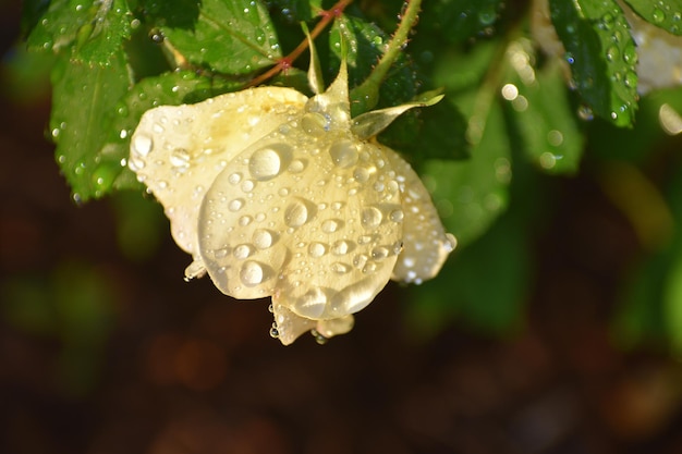 Foto close-up di un fiore bagnato in un giorno di pioggia