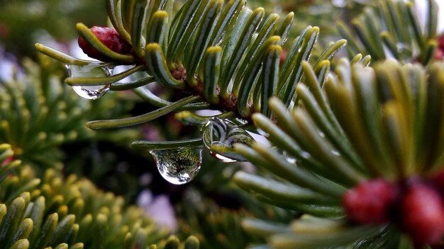 Close-up of wet flower