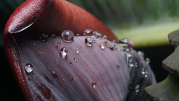 Foto close-up di un fiore bagnato