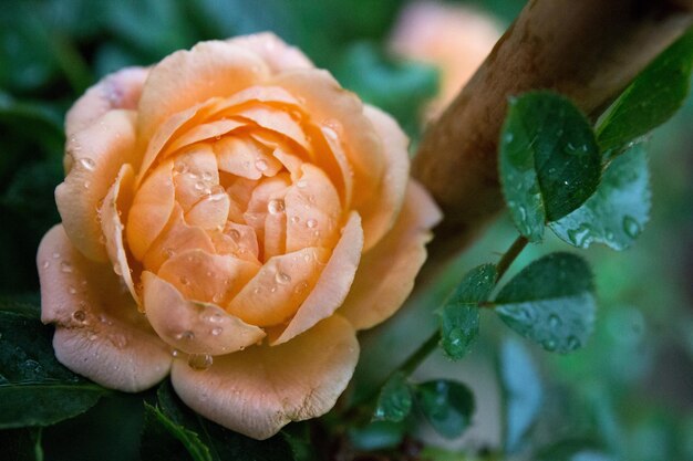 Foto close-up di un fiore bagnato