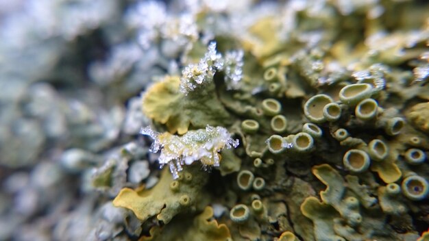 Photo close-up of wet flower