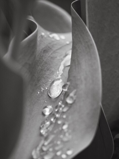 Photo close-up of wet flower