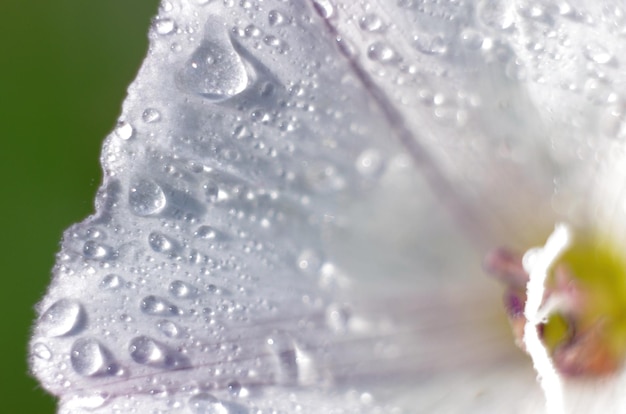 Foto close-up di un fiore bagnato