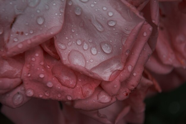 Foto close-up di un fiore bagnato