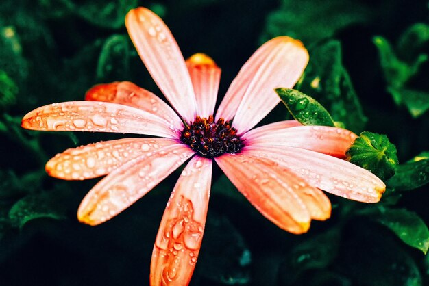 Photo close-up of wet flower