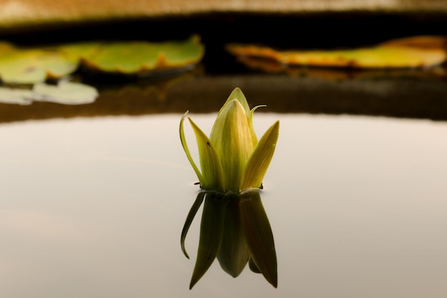 Photo close-up of wet flower