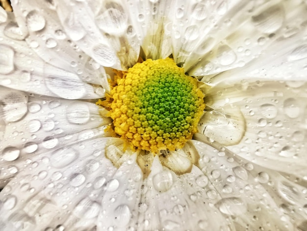 れた花のクローズアップ