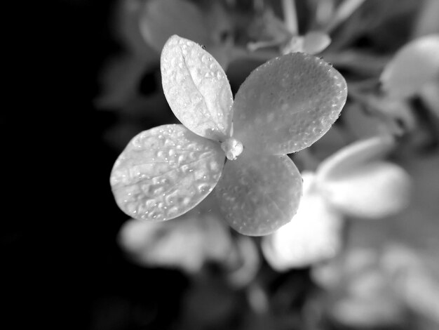 Photo close-up of wet flowering plant