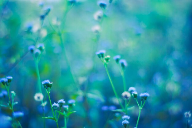 Photo close-up of wet flowering plants