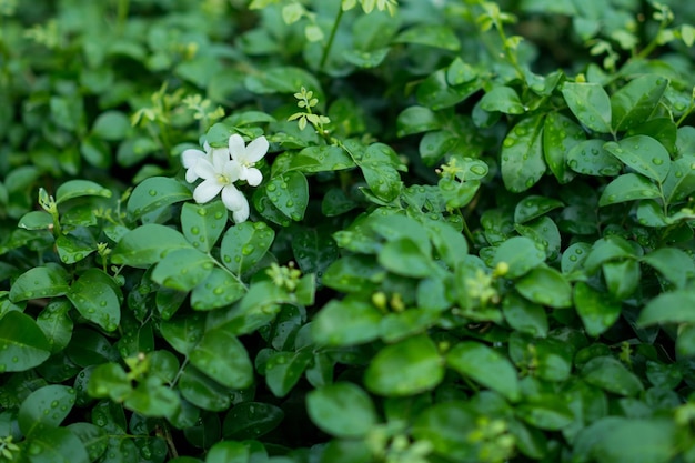 湿った花の植物のクローズアップ