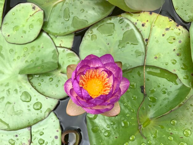 Photo close-up of wet flowers