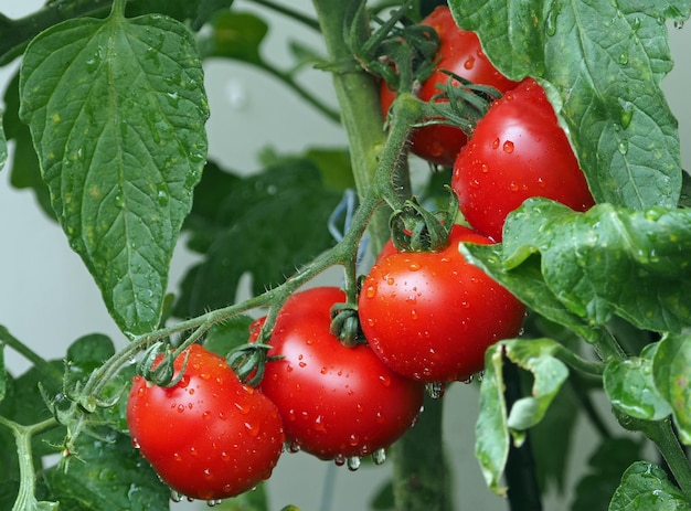 植物で育つ湿った新鮮なチェリートマトのクローズアップ