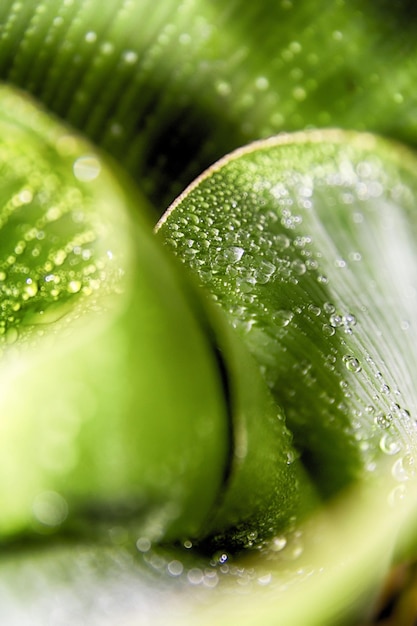 close-up of wet fruit