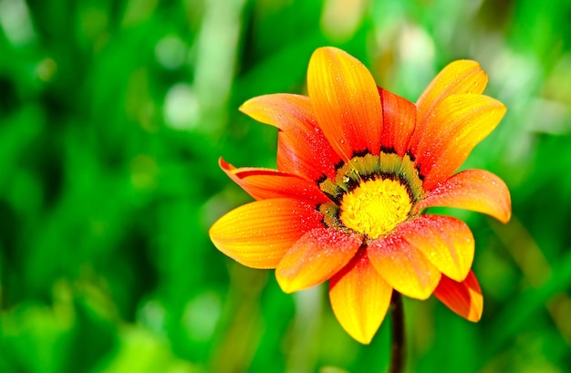 Close up of a wet gazania in a green field