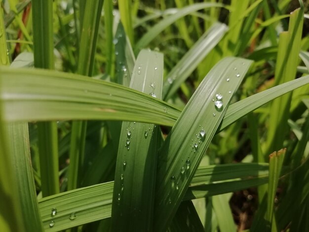 Close-up of wet grass during rainy season