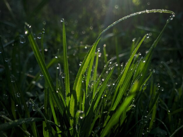 Photo close-up of wet grass during rainy season