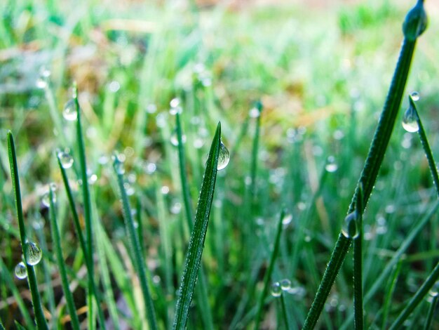 Close-up of wet grass on field during rainy season