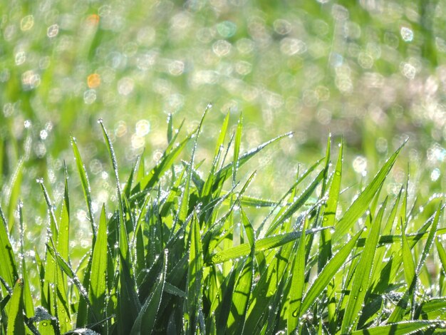 Close-up of wet grass on field