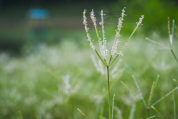 Photo close-up of wet grass on field