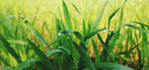 Close-up of wet grass on field