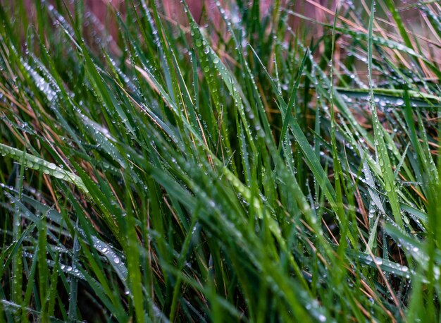 Photo close-up of wet grass on field