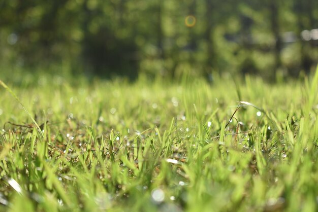 Photo close-up of wet grass