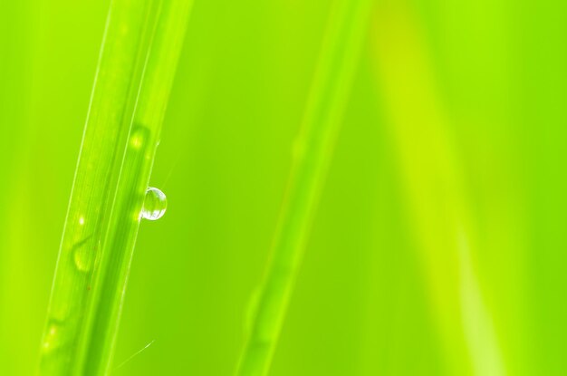 Close-up of wet grass