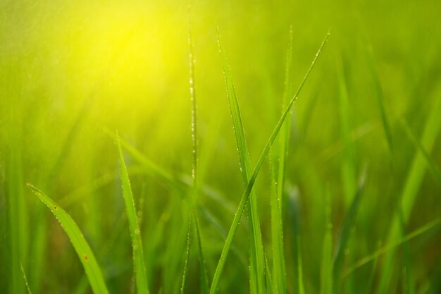 Photo close-up of wet grass