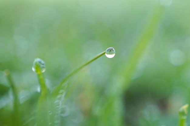 Close-up of wet grass