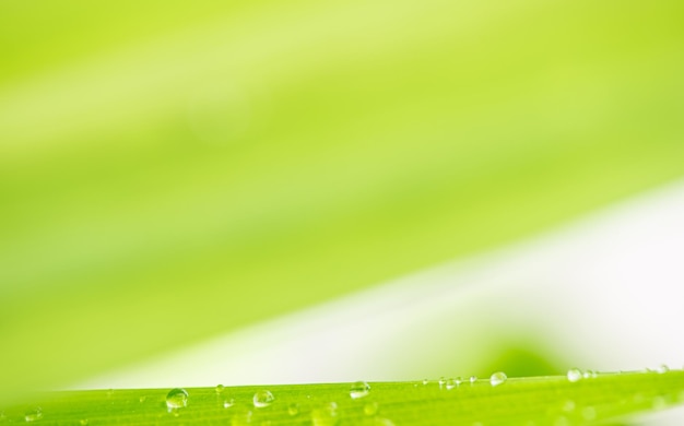 Close-up of wet grass