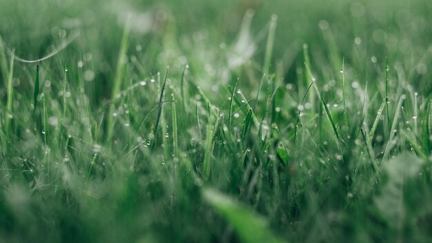 Photo close-up of wet grass