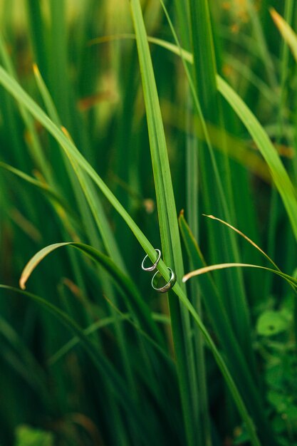 Close-up of wet grass