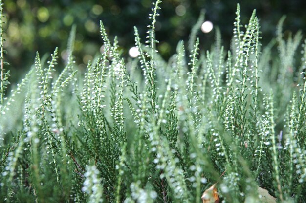 Photo close-up of wet grass